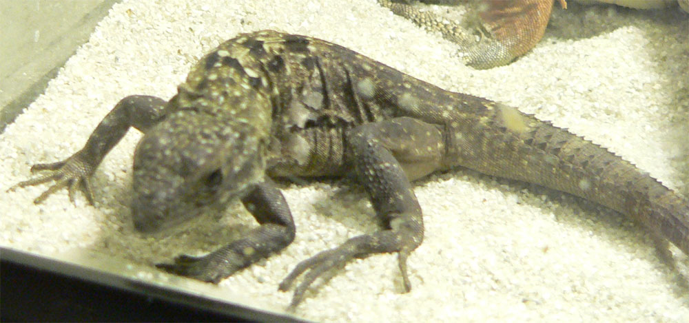 Juvenile Roatan Iguana