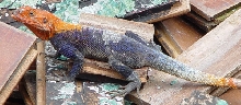 West African Agama