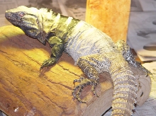 A near blind C. Conspicuosa