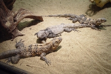 More Spiny Iguanas