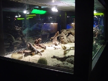Spiny Iguana Cage
