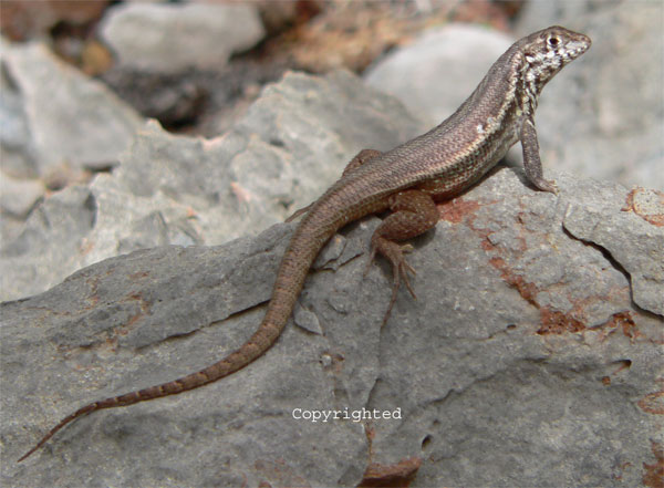 A curly tail lizard
