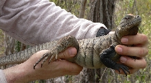 A Ricord Iguana