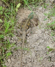Female Agama