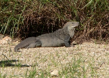 Female Cyclura Ricordi