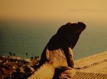 California Dreaming