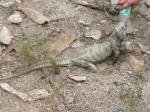 Sickly Ricord Iguana