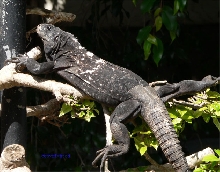 Roatan Spiny Iguana