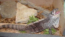 Another Lizard