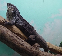 C. Palearis