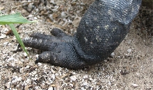 Ricord Claw
