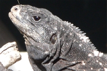 Roatan Head Shot