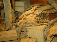 Cyclura Stack