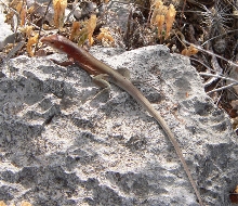 Whiptail