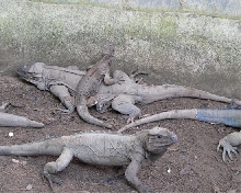 Overcrowded Zoo Conditions