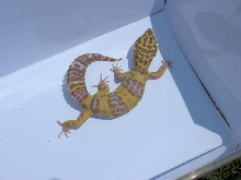 tremper2