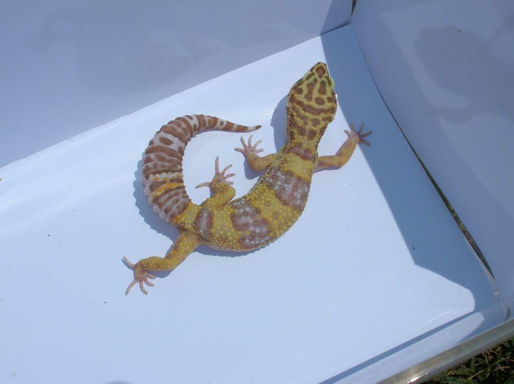 tremper2