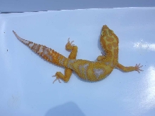 aptorxaptor