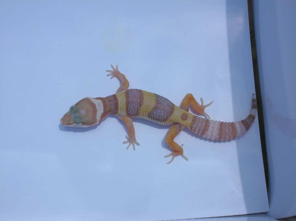 macktremper