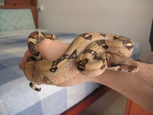 Female B.C.I Pastel