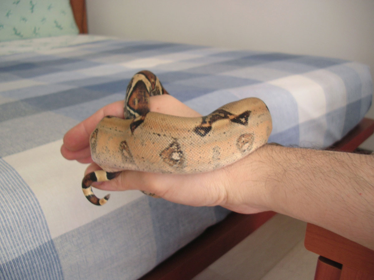 Female B.C.I Pastel