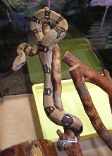 Female B.C.I Pastel