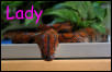 Lady