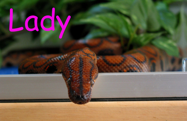 Lady