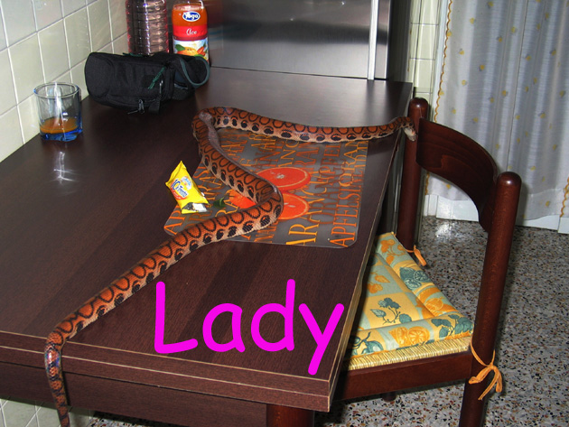 Lady