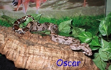 Oscar