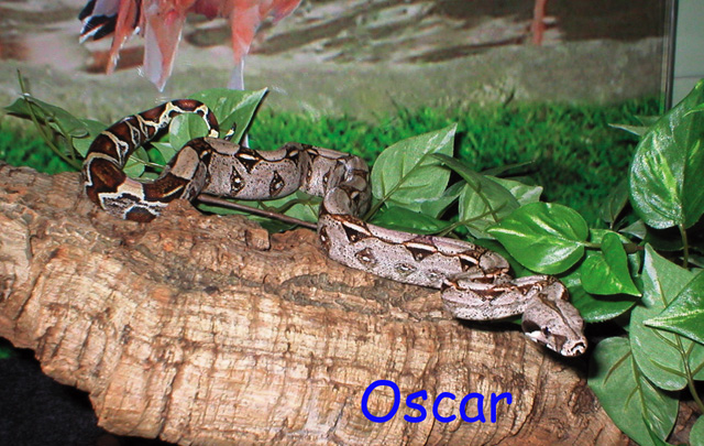 Oscar