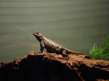 Northern Fence Tail