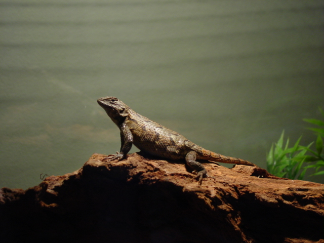 Northern Fence Tail