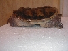 concave snapper