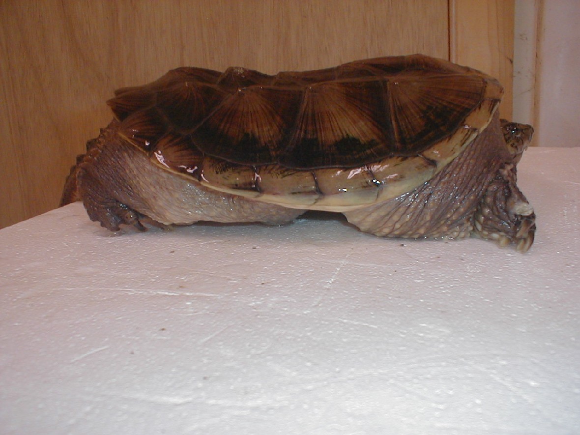 concave snapper