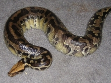 one of my other Black Bloods