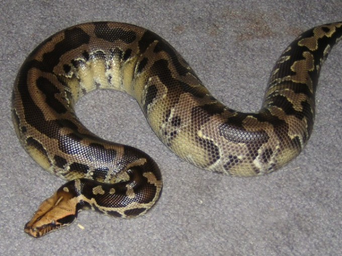 one of my other Black Bloods