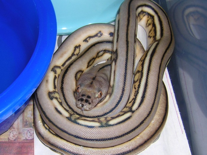 Super Tiger female