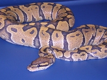 Orange Ghost I got from NERD