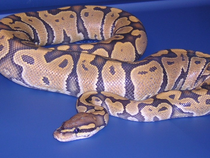 Orange Ghost I got from NERD