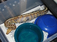 My new Borneo after a meal.