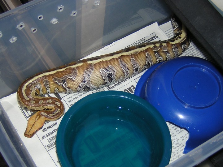 My new Borneo after a meal.
