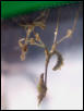 gongylus gongyloyd molt