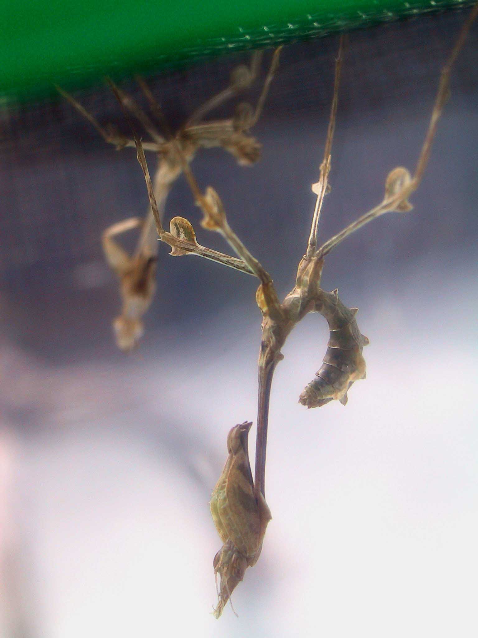 gongylus gongyloyd molt
