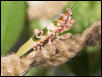 pseudocreobtra ocellata