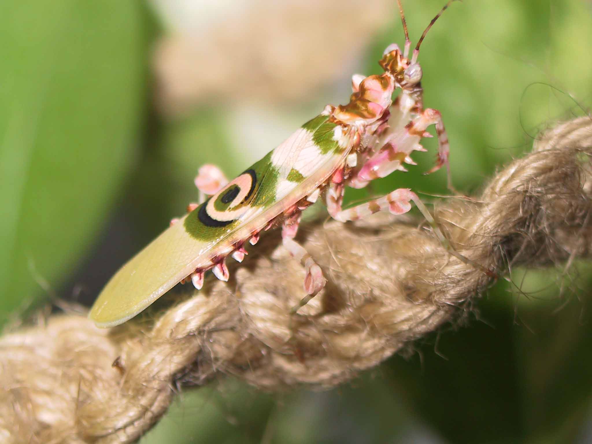 pseudocreobtra ocellata