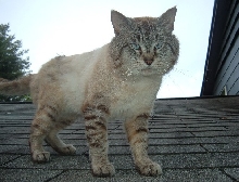 Kasper