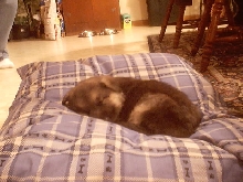 Raya's baby pic2