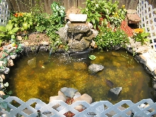 mark's turtle pond