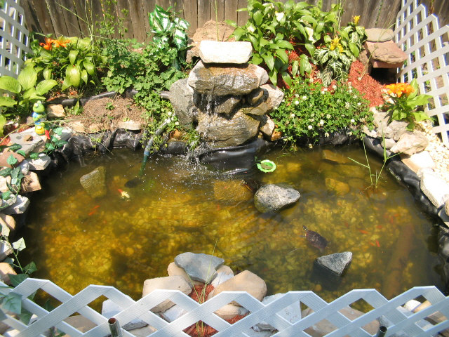 mark's turtle pond